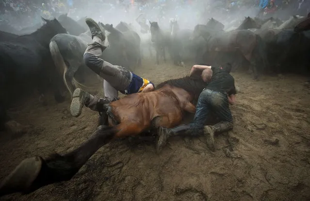 “Aloitadores” (fighters) struggle with a wild horse during the “Rapa Das Bestas” (Shearing of the Beasts) traditional event in the Spanish northwestern village of Sabucedo, some 40 kms from Santiago de Compostela, on July 5, 2014. During the 400-year-old horse festival, hundreds of wild horses are rounded up from the mountains, trimmed and groomed. (Photo by Miguel Riopa/AFP Photo)