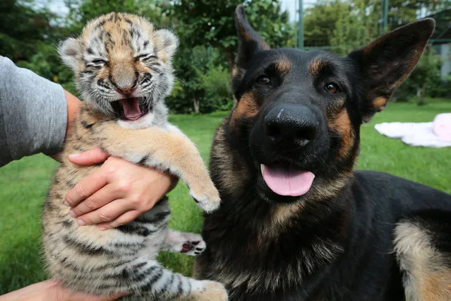 This tiger cub is being raised by human and dog carers. The unnamed female cub was rejected by its mother at the Oasis of the Siberian Tiger project in Senec, Slovakia on July 30, 2015. (Photo by Ivan Ková/Rex Shutterstock)