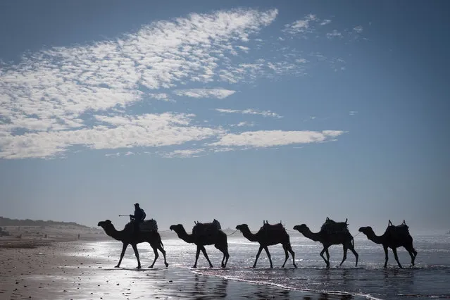 Camels are taken for a walk through the surf in Essaouira, Morocco on January 16, 2020. (Photo by Stefan Rousseau/PA Wire Press Association)