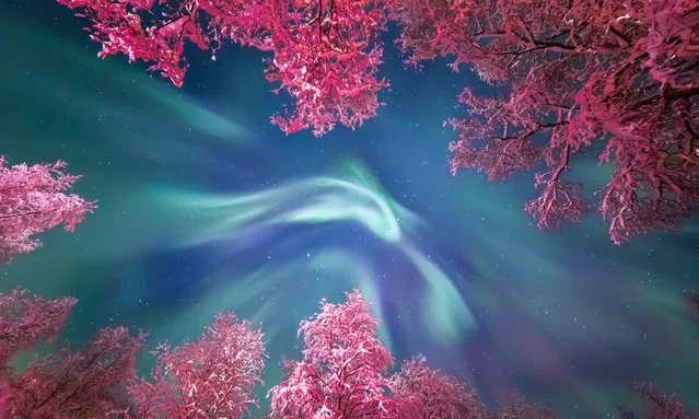 “Auroral Crown”, Yulia Zhulikova (Russia).During an astrophotography tour of the Murmansk region with Stas Korotkiy, an amateur astronomer and popularizer of astronomy in Russia, the turquoise of the Aurora Borealis swirls above the snow covered trees. Illuminated by street lamps, the trees glow a vivid pink forming a contrasting frame for Nature’s greatest lightshow. (Photo by Yulia Zhulikova/National Maritime Museum/The Guardian)