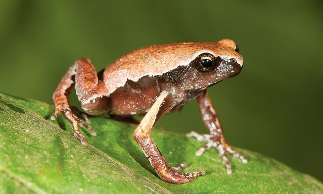 Mysticellus franki, a new species of narrow-mouthed frog, discovered in a puddle by “India’s frogman” Sathyabhama Das Biju in September 2021. India is becoming a frog paradise with dozens of new species discovered in recent years. (Photo by Dr S.D. Biju/The Guardian)