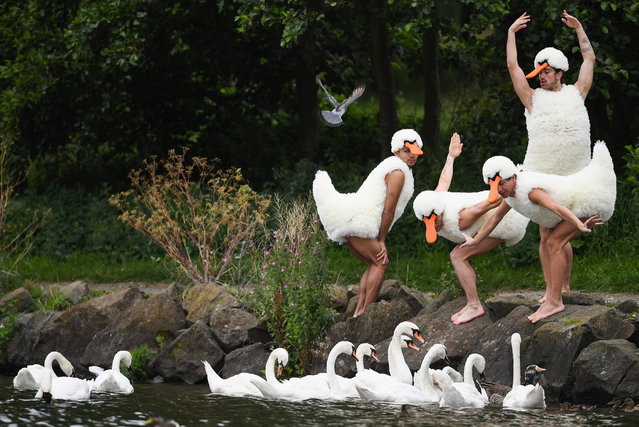 Dancers from “Tutu”, perform at St Margaret's Loch in their spoof Swan Lake costumes on August 10, 2017 in Edinburgh, Scotland. Their Edinburgh Festival Fringe show is an invitation to those who love dance to experience familiar favourites, in an opportunity to explore some of the most famous and significant works in the repertoire from Swan Lake to Pina Bausch in a fun way with with a twist. (Photo by Jeff J. Mitchell/Getty Images)