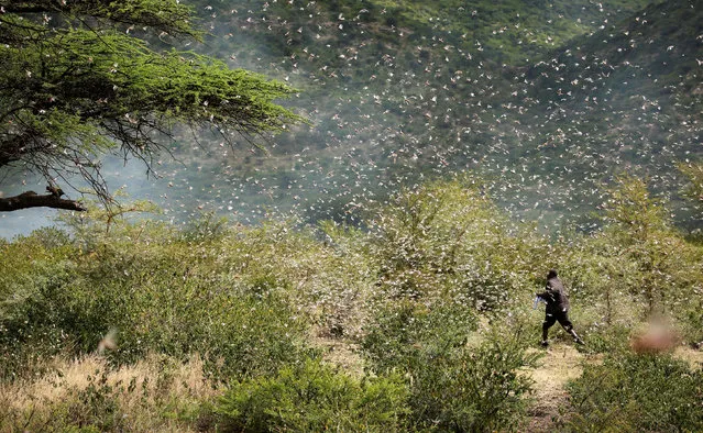 Ahmed Ibrahim, 30, an Ethiopian farmer, attempts to fend off desert locusts as they fly in his khat farm on the outskirt of Jijiga in Somali region, Ethiopia on January 12, 2020. (Photo by Giulia Paravicini/Reuters)