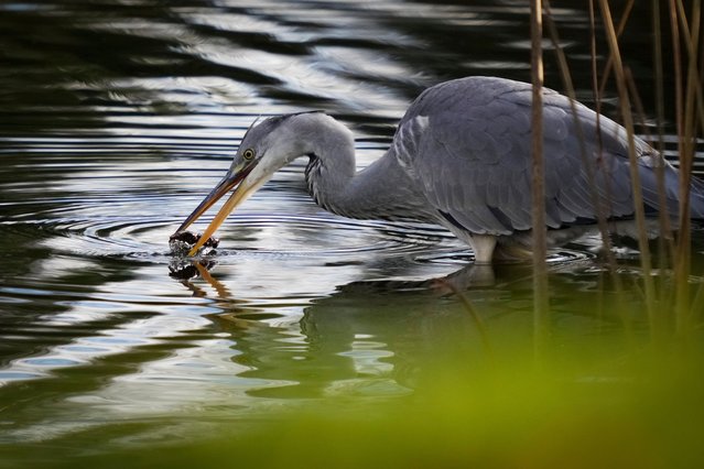 A Grey heron plays on a lake in city park in Tallinn, Estonia, Tuesday, October 29, 2024. (Phoot by Sergei Grits/AP Photo)