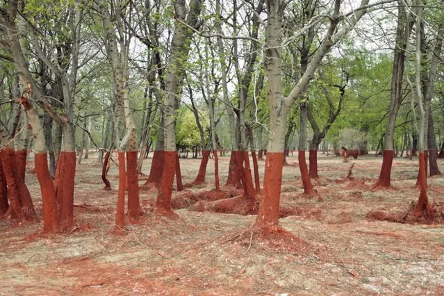 Ajka alumina plant accident