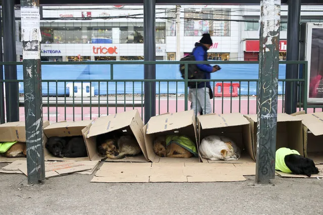 In this Sunday, August 13, 2017 photo, Cholo, Diana, Karla, Gasparin, Reina and Martha rest inside their makeshift dog houses made of cardboard, furnished by a group that calls themselves “Perritos Plaza Maipu” in Santiago, Chile. The group also provides food and water to abandoned dogs in the Maipu neighborhood. (Photo by Esteban Felix/AP Photo)