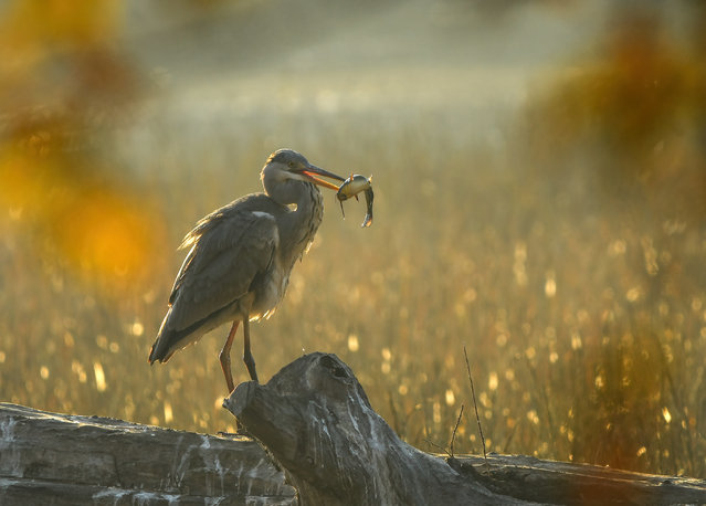 Autumn morning at the Dunavac resort near Novi Sad, Serbia on October 27, 2024. (Photo by Nenad Mihajlovi/Tanjug)