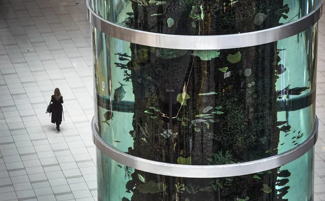 A visitor walks past a huge aquarium in Aviapark shopping mall in Moscow on February 18, 2020. Aviapark is the largest shopping mall in Europe, covering an area of 230,000 square meters, and its 25-meter-high aquarium has a capacity of 650,000 cubic meters of water. (Photo by Alexander Nemenov/AFP Photo)