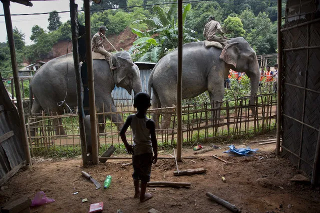 A boy watches elephants arrive to be used in an eviction drive inside Amchang Wildlife Sanctuary on the outskirts of Gauhati, India, Friday, August 25, 2017. A five-day eviction drive has begun to clear the sanctuary of hundreds of houses that have illegally encroached the area. (Photo by Anupam Nath/AP Photo)