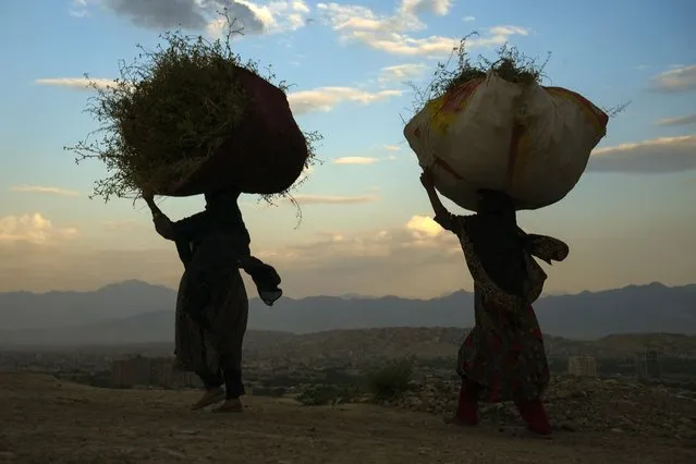 Women carrying weeds on their heads in Kabul, Afghanistan on August 4, 2022. (Photo by Daniel Leal/AFP Photo)