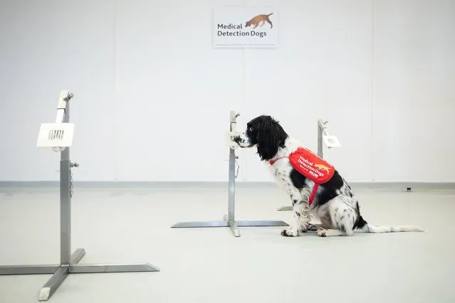 “Freya” correctly detects a sample of malaria from a row of sample pots at the “Medical Detection Dogs” charity headquarters on March 27, 2020 in Milton Keynes, England. The charity is currently working with the London School of Hygiene and Tropical Medicine to test whether the dogs can be re-trained in the next six weeks to provide a rapid, non-invasive diagnosis of the virus. Medical Detection Dogs has successfully trained it's dogs to detect cancer, Parkinson's and bacterial infections, through the sense of smell and is now looking for donations to help cover the costs of the intensive programme. The Coronavirus (COVID-19) pandemic has spread to many countries across the world, claiming over 20,000 lives and infecting hundreds of thousands more. (Photo by Leon Neal/Getty Images)
