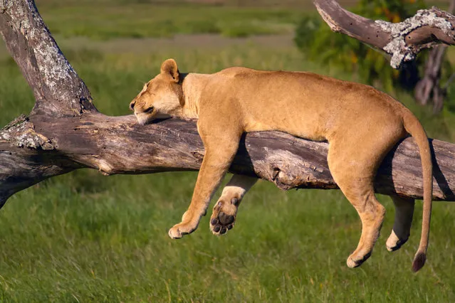 A lioness lets it all hang loose – as she catches 40 winks on a tree branch. The shattered female takes the opportunity to relax in the late evening sun, lying down on her front. Photographer Petr Banny was on hand to capture her amusing pose with all four limbs hanging down from the tree. (Photo by Petr Banny/Solent News/SIPA Press)