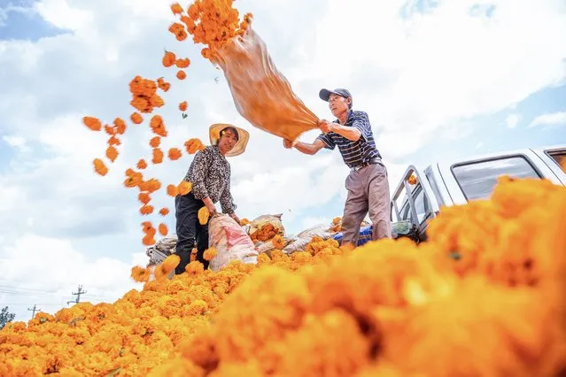 This photo taken on August 17, 2022 shows farmers picking up marigold flowers at a field in Bijie, in China's southwestern Guizhou province. (Photo by AFP Photo/China Stringer Network)