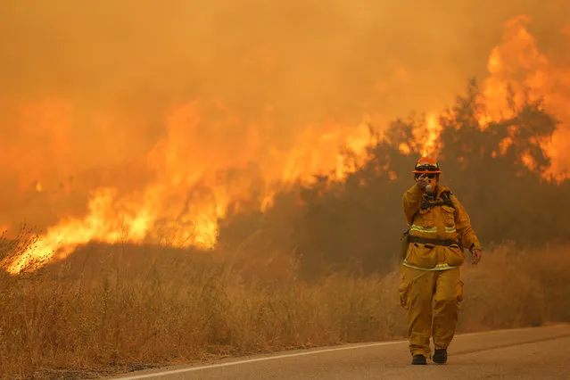 A firefighter gestures during the so-called Sand Fire in the Angeles National Forest near Los Angeles, California, U.S. July 24, 2016. (Photo by Jonathan Alcorn/Reuters)