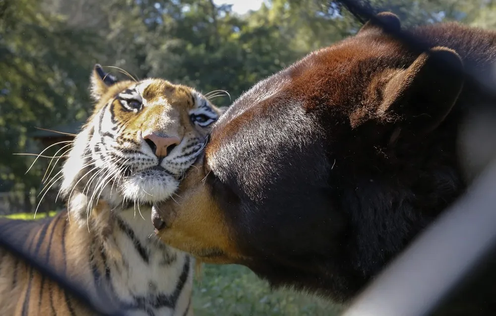 The Week in Pictures: Animals, August 23 – August 29, 2014