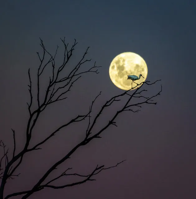 “A Fork, a Spoon and a Moon”. Andrew Caldwell ( New Zealand) A Royal Spoonbill sits atop of a branch basking in the glow of the nearly full moon in Hawke’s Bay, New Zealand. (Photo by Andrew Caldwell/Royal Observatory Greenwich’s Astronomy Photographer of the Year 2016/National Maritime Museum)