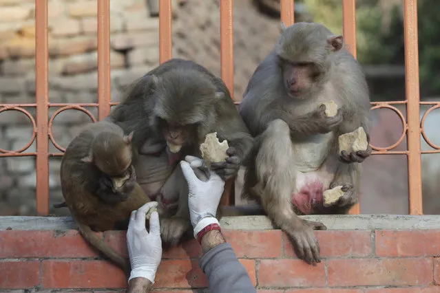 In this Tuesday, March 31, 2020, photo, a Nepalese volunteer feeds monkeys at Pashupatinath temple, the country's most revered Hindu temple, during the lockdown in Kathmandu, Nepal. Guards, staff and volunteers are making sure animals and birds on the temple grounds don't starve during the country's lockdown, which halted temple visits and stopped the crowds that used to line up to feed the animals. (Photo by Niranjan Shrestha/AP Photo)