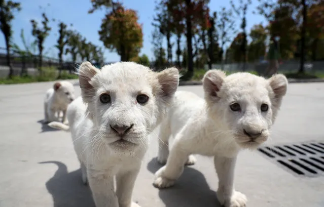 Triplets of white lion cubs play outdoors at Nantong Forest Safari Park in Nantong City, east China's Jiangsu Province, April 23, 2020. The nearly two-month-old triplets make their debut at the park on Thursday and they will formally meet the tourists on May 1. (Photo by Xu Congjun/Xinhua News Agency)