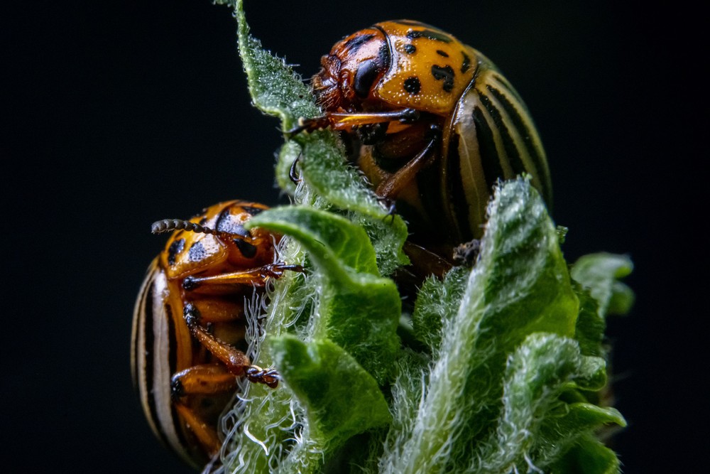 Some Photos: Insects