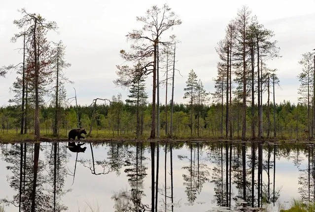 A lone bear wanders beside a lake in boreal forest in Kuikka, Finland on August 8, 2016.  (Photo by Craig Jones/Barcroft Images)