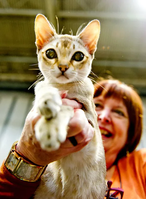 Janamel Java Lava, a Singapura Cat participates in the GCCF Supreme Cat Show at National Exhibition Centre on October 28, 2017 in Birmingham, England. (Photo by Shirlaine Forrest/WireImage)