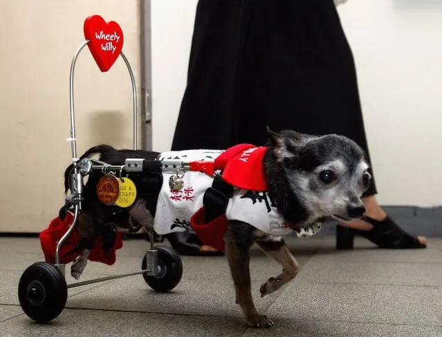 Wheely Willy, the paraplegic Chihuahua from Long Beach, California, strolls in a bookshop on July 4, 2004 in Tokyo. (Photo by Koichi Kamoshida/Getty Images)