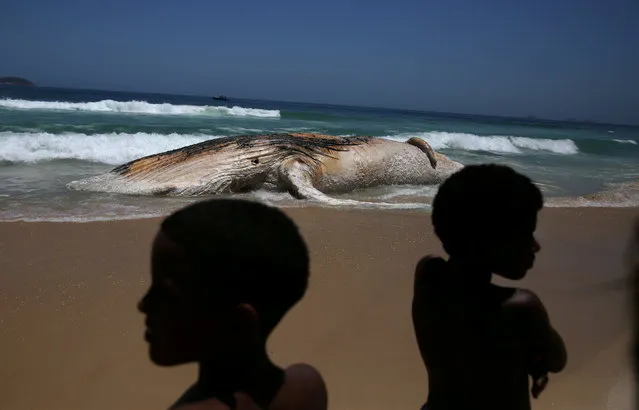 A dead whale is seen on the shore of the Ipanema beach in Rio de Janeiro, Brazil November 15, 2017. A biologist, Rafael Carvalho, said on Wednesday the whale appeared to have been dead for a few days. Authorities were urging beachgoers who had flocked to Ipanema on a national holiday to stay away from the animal. However, many were spotted near the carcass with some people playing in the water nearby. The whale is approximately 39 feet (12 metres) long and weighs about 25 tonnes. (Photo by Pilar Olivares/Reuters)