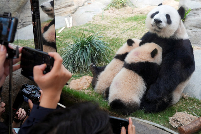 Members of the media take pictures of twin panda cubs “Elder Sister” and “Younger Brother” and their mother, Ying Ying, at their enclosure during a media preview, at the Ocean Park in Hong Kong, China on March 21, 2025. (Photo by Joyce Zhou/Reuters)