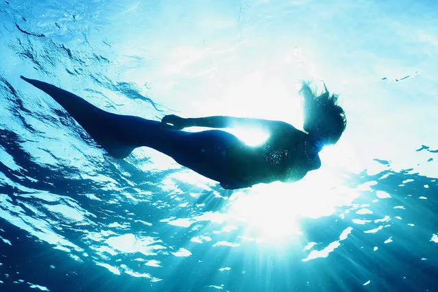 Twenty nine year old Linden Wolbert in the Caribbean sea off Freeport in the Bahamas. With her graceful tail kicking out behind her, real-life mermaid Linden Wolbert swims with reef sharks in the crystal clear Caribbean. Using her unique 35-pound prosthetic tail created by a top Hollywood special effects artist, 29-year old Linden travels the world to swim in the wild as a professional mermaid. A dive master and expert free diver, LA based Linden is able to hold her breath for up to five minutes at a time. And using her tail which is fitted to her specifications she is can propel herself at speeds of up to 15 knots (17 mph) at a time. (Photo by Matthew Addison/Barcroft USA/Getty Images)