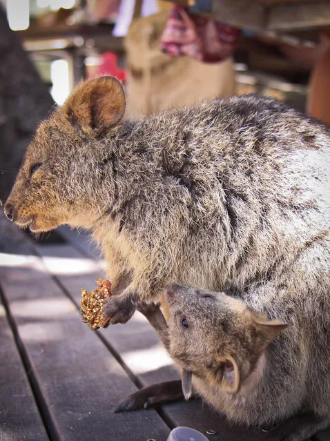 Quokka The Happiest Animal in the World