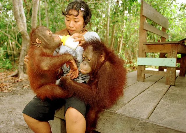 An orphaned orangutan gets fed milk from a baby bottle by a volunteer September 1, 2001 near Camp II at the Tanjung Puting National Park in Kalimantan on the island of Borneo, Indonesia. (Photo by Paula Bronstein/Getty Images)