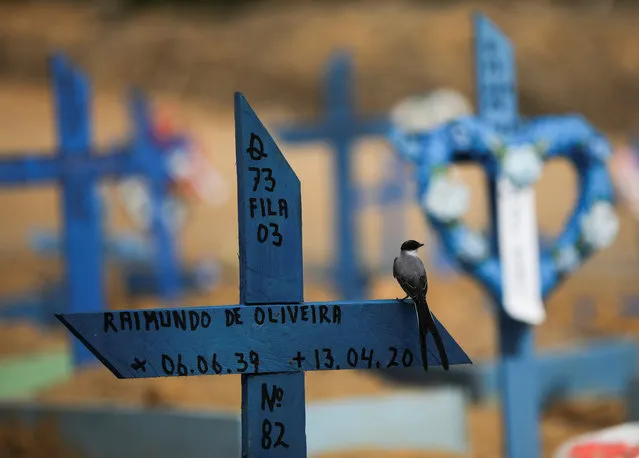 A bird on a cross is pictured, amid the coronavirus disease (COVID-19) outbreak, at the Parque Taruma cemetery in Manaus, Brazil, June 26, 2020. (Photo by Bruno Kelly/Reuters)