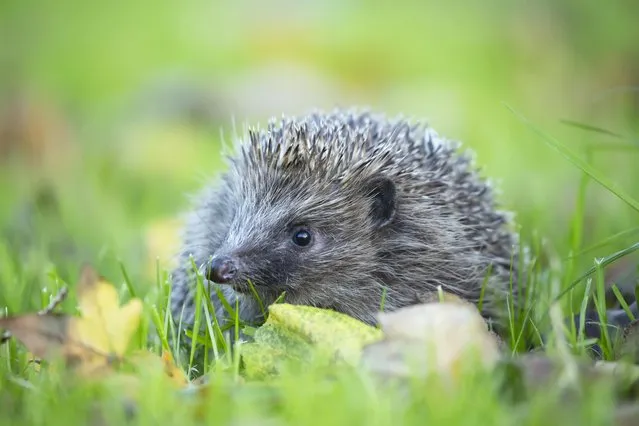A hedgehog wanders on November 22, 2022 in a garden in Suffolk looking for somewhere to hibernate as the weather turns colder. The creatures often take shelter in the dry spots underneath hedges, sheds or large piles of leaves. (Photo by Kevin Sawford/South West News Service)