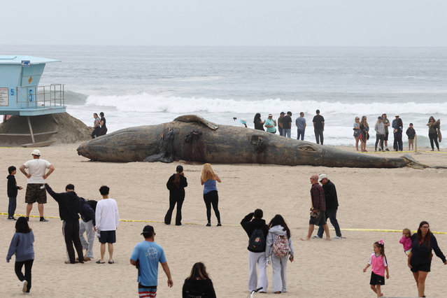 People look at the body of deceased gray whale on the shore in Huntington Beach on April 12, 2025 in Los Angelos, California. A dead gray whale measuring about 50 feet in length washed up on the shore in Huntington Beach Friday afternoon, the city's fire department Marine Safety Division said in a social media post on Saturday. (Photo by I RYU/VCG via Getty Images)