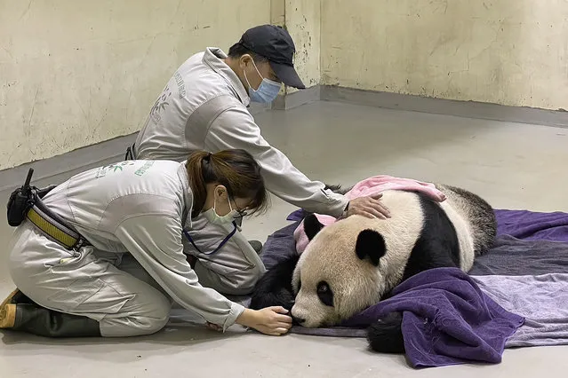 In this photo released by the Taipei Zoo, workers attend to the ailing giant panda Tuan Tuan at the Taipei Zoo in Taipei, Taiwan on Saturday, November 19, 2022. Tuan Tuan, one of two giant pandas gifted to Taiwan from China, died Saturday, Nov. 19, 2022 after a brief illness, the Taipei Zoo said. (Photo by Taipei Zoo via AP Photo)