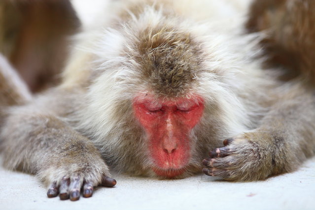 Take a Nap. Snow monkey at “Jigokudani hot-spring” in Nagano, Japan. (Kiyoshi Ookawa)