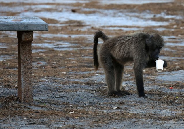 A baboon is seen in the Tokai forest as a wildfire burns across large areas of the Table Mountain National Park, in Cape Town, South Africa on April 27, 2025. (Photo by Esa Alexander/Reuters)