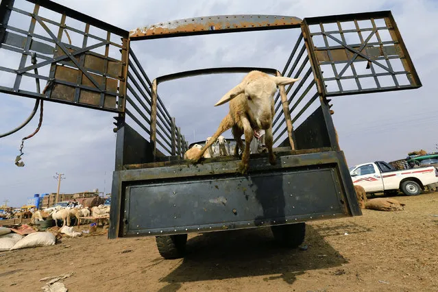A man unloads sheep from a truck during preparations ahead of the Eid al-Adha festival in Khartoum September 11, 2016. (Photo by Mohamed Nureldin Abdallah/Reuters)