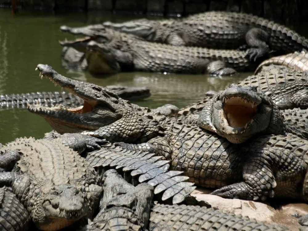 Thousands of Crocodiles Escape From Farm