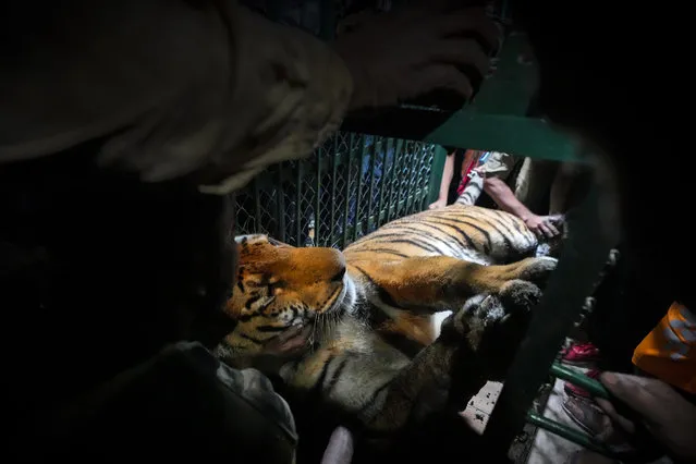 A full grown Royal Bengal tiger is placed in a cage after it was tranquilized by forest officials in Guwahati, India, Tuesday, December 20, 2022. The tiger took shelter in between two huge rocks at the shore of an island after swimming through the Brahmaputra river. (Photo by Anupam Nath/AP Photo)