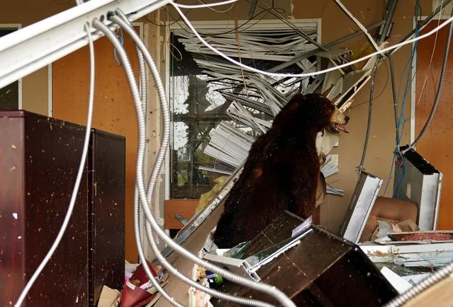 A stuffed bear stands amid debris inside a damaged building after Hurricane Laura passed through Lake Charles, Louisiana, U.S. on August 27, 2020. (Photo by Elijah Nouvelage/Reuters)