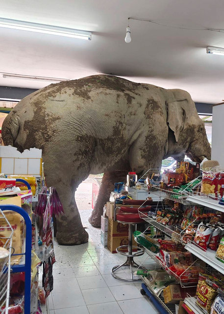 The male elephant, named Plai Biang Lek, ransacks sweet rice crackers at shop in Nakhon Ratchasima province, Thailand, Monday, June 2, 2025. (Photo by Kanokporn Sriboon/AP Photo)