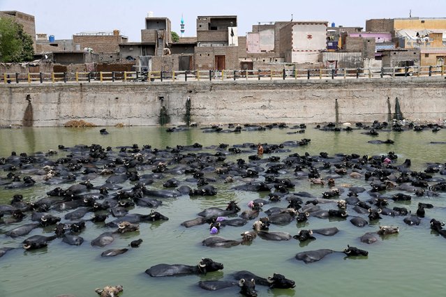Buffaloes are pictured in a canal on a hot summer day in Larkana, Sindh province on May 1, 2025. (Photo by Ahmed Raza Soomro/AFP Photo)