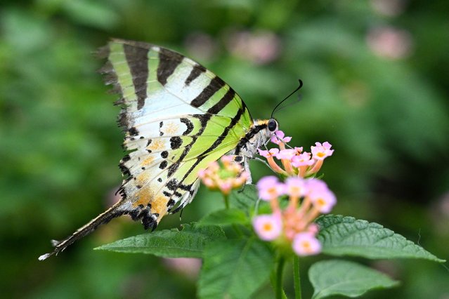 A swallowtail (Papilionidae) butterfly sits on a blooming flower inside a butterfly garden at the Benjakitti park in Bangkok, Thailand on May 18, 2025. (Photo by Manan Vatsyayana/AFP Photo)
