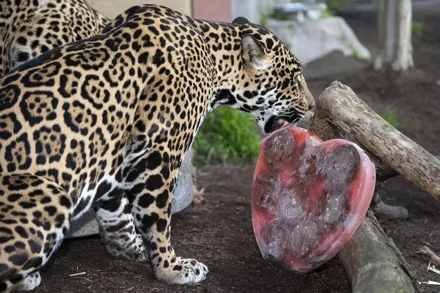 Five-year-old jaguar “Nindiri” licks a heart-shaped Valentine's Day treat of frozen beef blood, beef hearts and pieces of meat at the San Diego Zoo in this handout photo courtesy of the San Diego Zoo in San Diego, California February 13, 2013. The jaguar family received the “bloodcicles” as an enrichment treat from Zoo keepers, important for the cats, as it keeps the animal stimulated and active, allowing them to show their natural behaviours according to the Zoo. (Photo by Tammy Spratt/Reuters/San Diego Zoo)