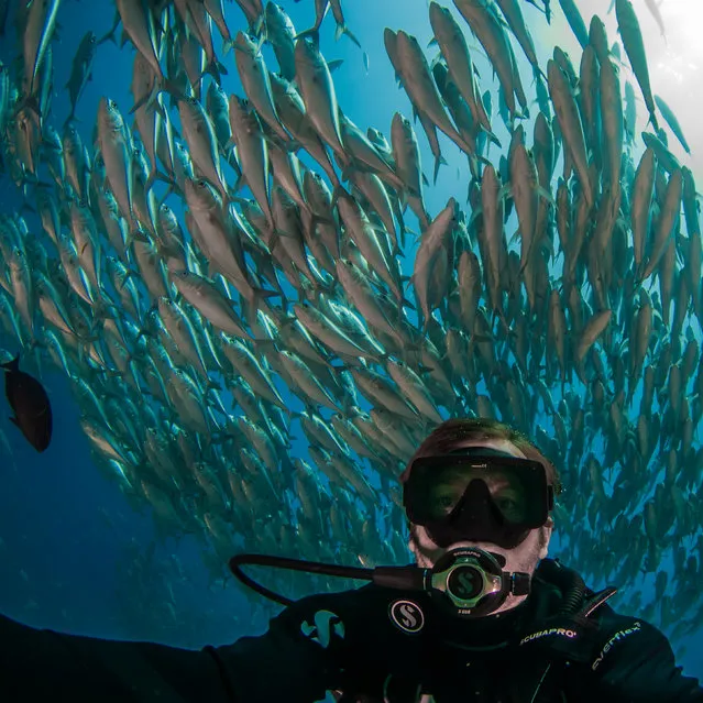 Photographer Caine Delacy with the school of Big-eye trevally. (Photo by Caine Delacy/Mika Woyda/Caters News)