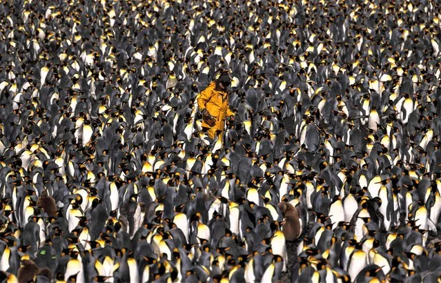 A scientist walks surrounded by thousands of Penguins (Manchots Royaux), on December 20, 2022 on the Possession Island, part of the Crozet Islands which are a sub-Antarctic archipelago of small islands in the southern Indian Ocean. They form one of the five administrative districts of the French Southern and Antarctic Lands. The Crozet Islands are home to four species of penguins. Most abundant are the macaroni penguin, of which some 2 million pairs breed on the islands, and the king penguin, home to 700,000 breeding pairs; half the world's population. Mammals living on the Crozet Islands include fur seals and southern elephant seals. Killer whales have been observed preying upon the seals. (Photo by Patrick Hertzog/AFP Photo)