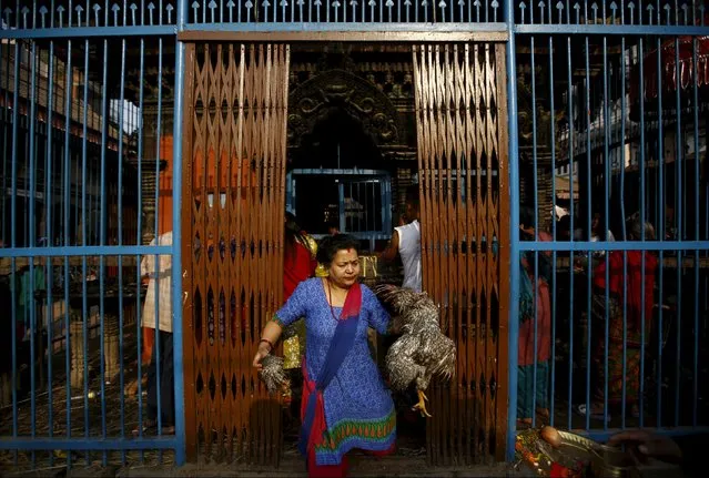 A devotee walks out from the Balkumari Temple holding a sacrificed chicken during the “Sindoor Jatra” vermillion powder festival at Thimi, in Bhaktapur, Nepal, April 14, 2016. (Photo by Navesh Chitrakar/Reuters)