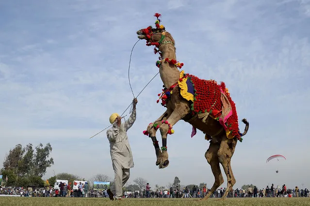 A camel with his owner is seen dancing during the last day of Kila Raipur Games, known as the rural Olympics, at Kila Raipur on the outskirts of Ludhiana on February 4, 2018. (Photo by Shammi Mehra/AFP Photo)