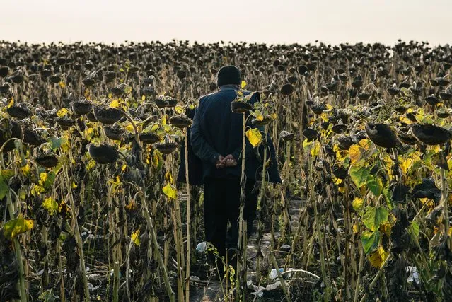 A migrant worker from Uzbekistan walks into a sunflower field near a tent camp in the Kinel district of Russia's Samara region on September 22, 2020. (Photo by Albert Dzen/TASS)